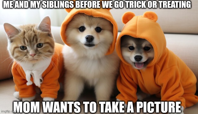 pets in costumes | ME AND MY SIBLINGS BEFORE WE GO TRICK OR TREATING; MOM WANTS TO TAKE A PICTURE | image tagged in pets in costumes | made w/ Imgflip meme maker