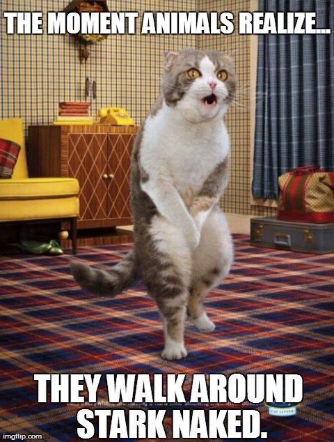 Gotta Go Cat | THE MOMENT ANIMALS REALIZE... THEY WALK AROUND STARK NAKED. | image tagged in memes,gotta go cat | made w/ Imgflip meme maker