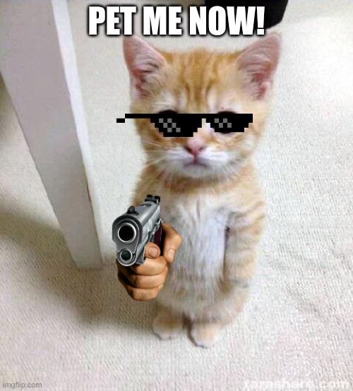 pets now! | PET ME NOW! | image tagged in memes,cute cat,gun,pets | made w/ Imgflip meme maker