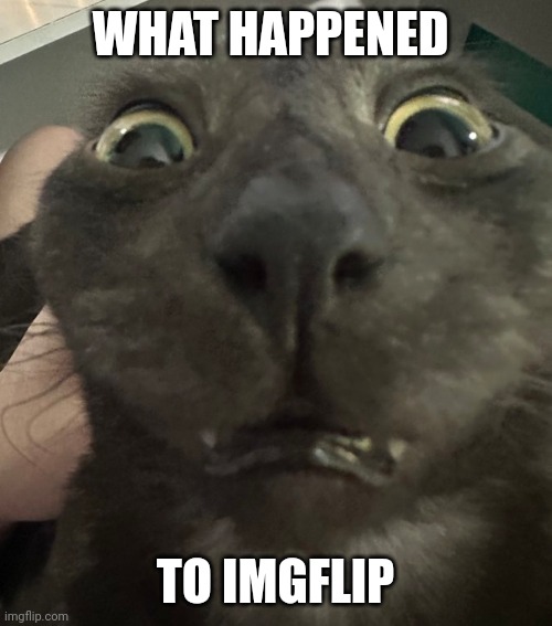Buh | WHAT HAPPENED; TO IMGFLIP | image tagged in buh | made w/ Imgflip meme maker