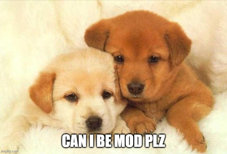 plz | CAN I BE MOD PLZ | image tagged in dogs cuddling | made w/ Imgflip meme maker