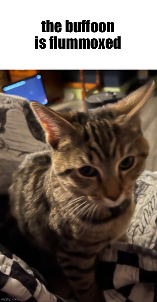 the buffoon is flummoxed | the buffoon is flummoxed | made w/ Imgflip meme maker