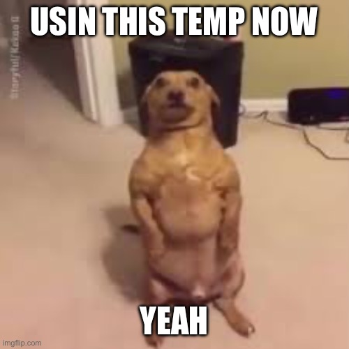 Funni doggo stares into your soul | USIN THIS TEMP NOW; YEAH | image tagged in funni doggo stares into your soul | made w/ Imgflip meme maker