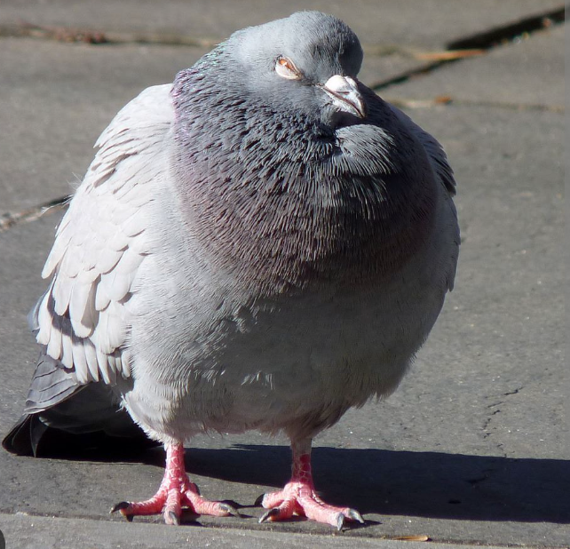 Pigeon screenshot Blank Meme Template