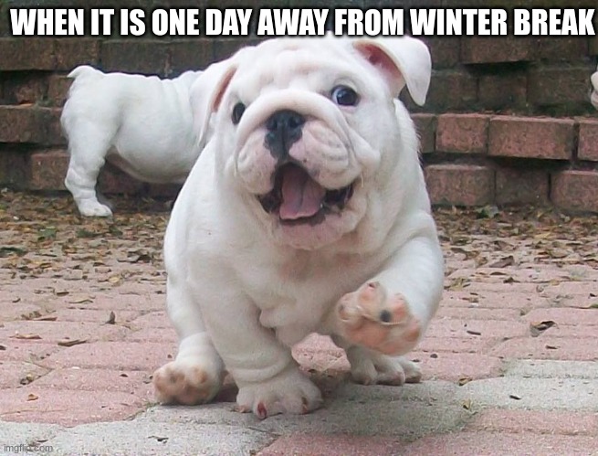 FREEDOM!! | WHEN IT IS ONE DAY AWAY FROM WINTER BREAK | image tagged in bulldog puppy | made w/ Imgflip meme maker