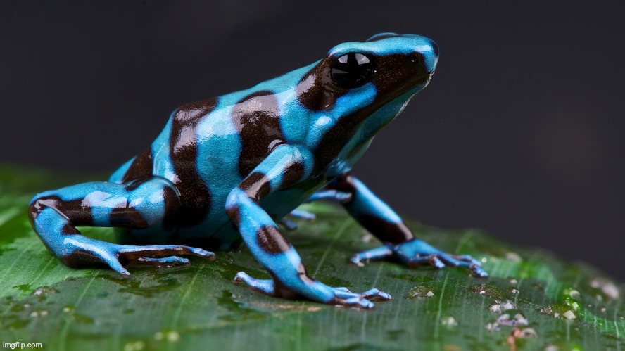 color frog :) | image tagged in dive,frog,froge | made w/ Imgflip meme maker