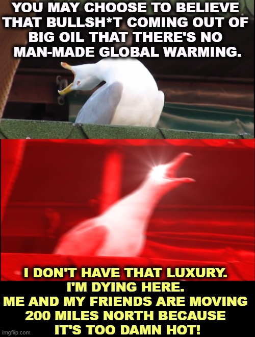 Every new year is the hottest year ever. Kiss my tail feathers. | YOU MAY CHOOSE TO BELIEVE 
THAT BULLSH*T COMING OUT OF 
BIG OIL THAT THERE'S NO 
MAN-MADE GLOBAL WARMING. I DON'T HAVE THAT LUXURY. 
I'M DYING HERE. 
ME AND MY FRIENDS ARE MOVING 
200 MILES NORTH BECAUSE 
IT'S TOO DAMN HOT! | image tagged in screaming bird,birds,global warming,climate change | made w/ Imgflip meme maker