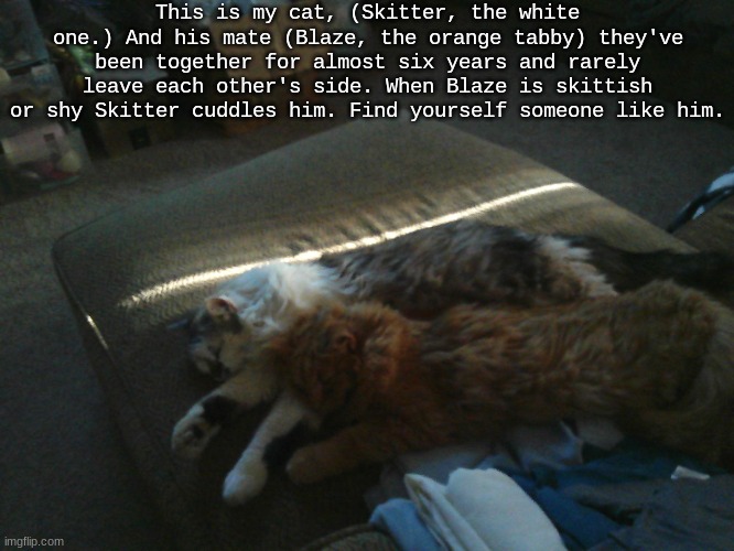 This is my cat, (Skitter, the white one.) And his mate (Blaze, the orange tabby) they've been together for almost six years and rarely leave each other's side. When Blaze is skittish or shy Skitter cuddles him. Find yourself someone like him. | made w/ Imgflip meme maker