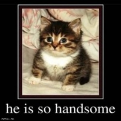 a polite fellow | made w/ Imgflip meme maker