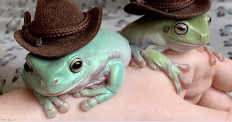 cowboy frogs :) | image tagged in dive,frog,froge,cute | made w/ Imgflip meme maker