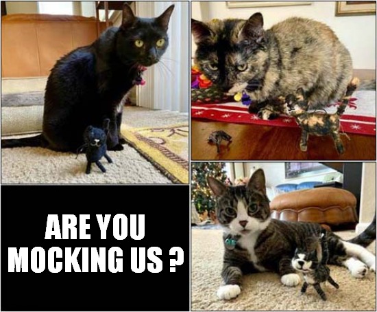 Unimpressed By Miniatures ! | ARE YOU MOCKING US ? | image tagged in cats,unimpressed,miniatures,mocking | made w/ Imgflip meme maker