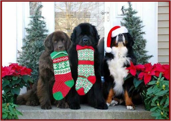 This Is So Humiliating ! | image tagged in dogs,newfoundland,christmas,humiliation | made w/ Imgflip meme maker