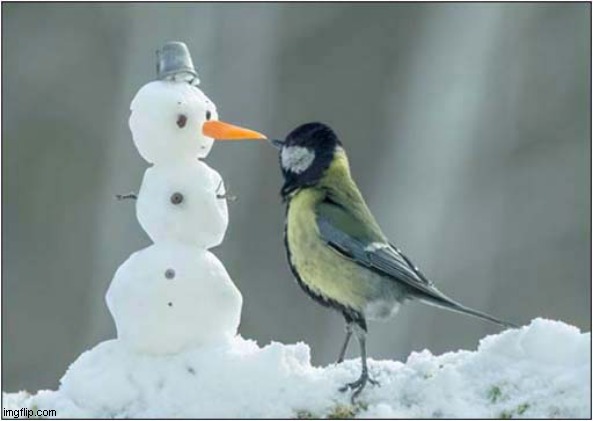 Snowman Vs Bird ! | image tagged in snowman,bird | made w/ Imgflip meme maker
