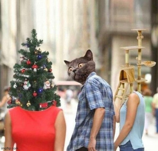Distracted Cat at Christmas | image tagged in distracted boyfriend,cats,funny cats,christmas,christmas tree,christmas cat | made w/ Imgflip meme maker