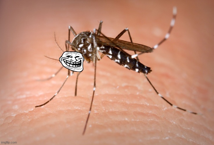 mosquito  | image tagged in mosquito | made w/ Imgflip meme maker