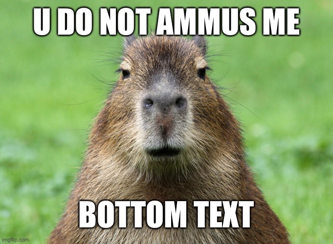 Capybara is not amused | U DO NOT AMMUS ME; BOTTOM TEXT | image tagged in capybara is not amused | made w/ Imgflip meme maker