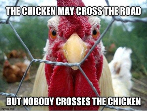 NOBODY!!! | image tagged in memes,funny,fun stream,chicken | made w/ Imgflip meme maker