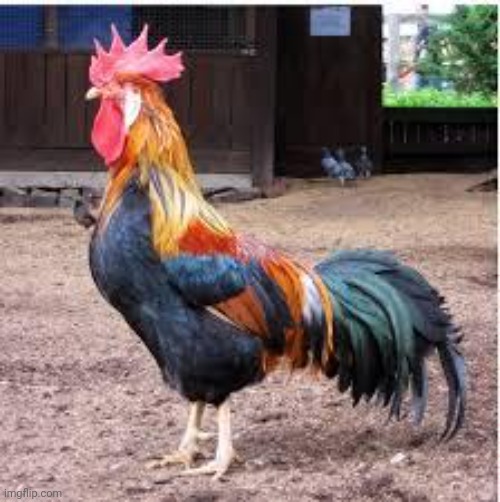 image tagged in cock rooster | made w/ Imgflip meme maker