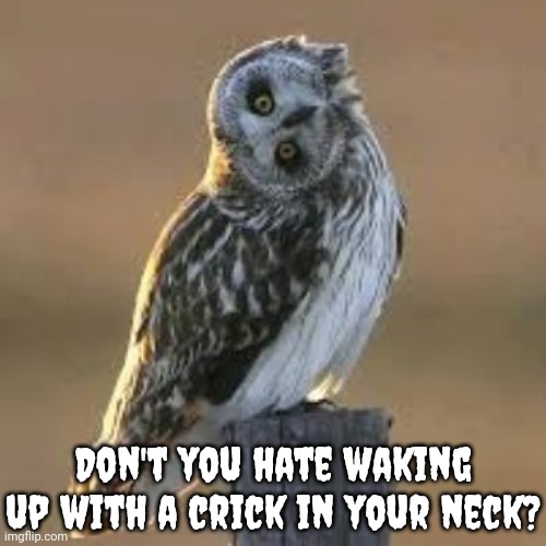 Stiff muscles. | Don't you hate waking up with a crick in your neck? | image tagged in sideways owl,funny animals,ouch | made w/ Imgflip meme maker