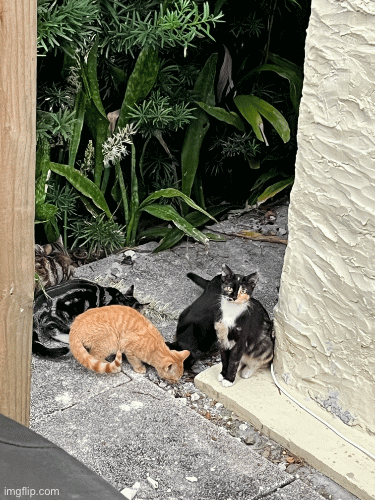 Scat! | image tagged in gifs,cat,cats | made w/ Imgflip images-to-gif maker