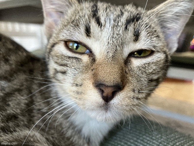 my kitty | made w/ Imgflip meme maker