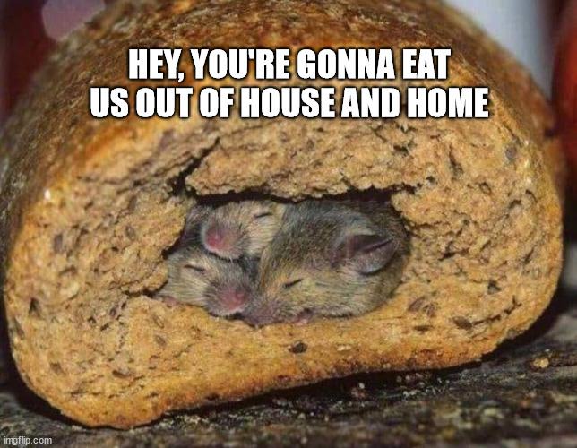 Mice | HEY, YOU'RE GONNA EAT US OUT OF HOUSE AND HOME | image tagged in home | made w/ Imgflip meme maker