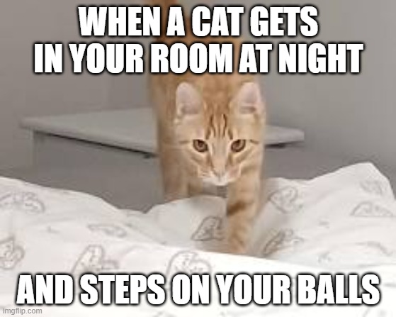 Boys can relate if they have a cat | WHEN A CAT GETS IN YOUR ROOM AT NIGHT; AND STEPS ON YOUR BALLS | image tagged in cat,cute cat,me and the boys | made w/ Imgflip meme maker