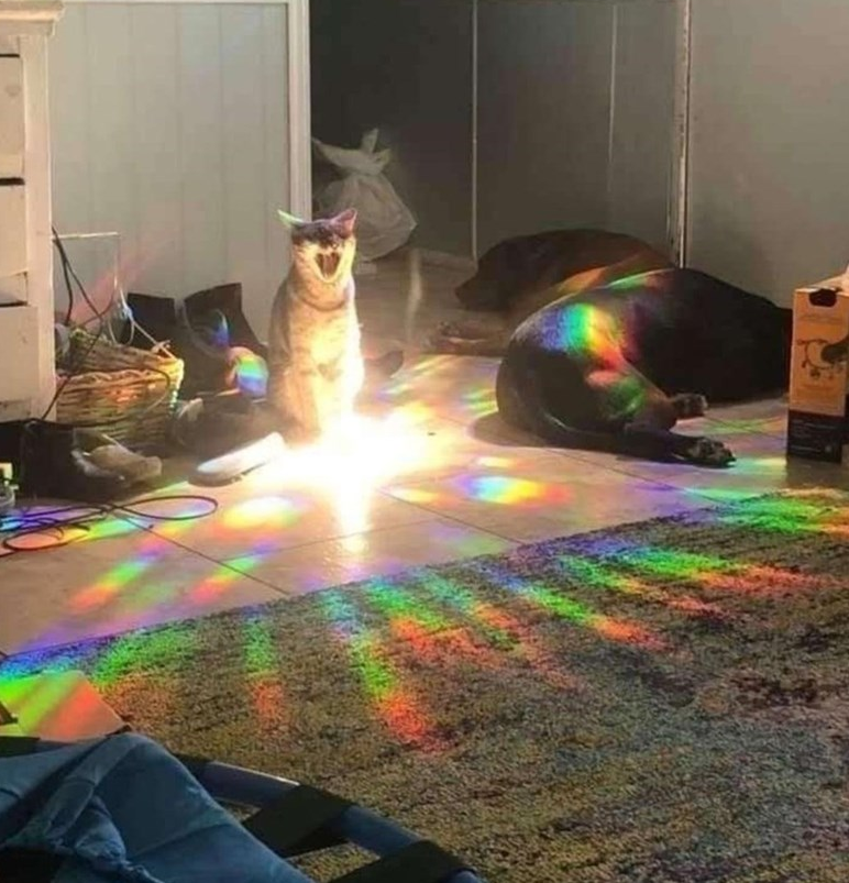 RAINBOW CAT ILLUMINATED Blank Meme Template