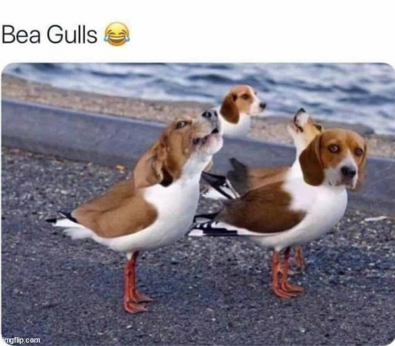 Beagulls | image tagged in repost,beagulls | made w/ Imgflip meme maker