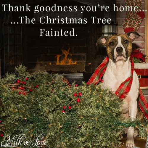 It's an annual thing... | image tagged in repost,dog vs christmas tree | made w/ Imgflip meme maker