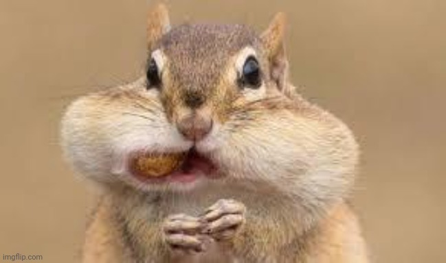 M O U T H | image tagged in chipmunk | made w/ Imgflip meme maker