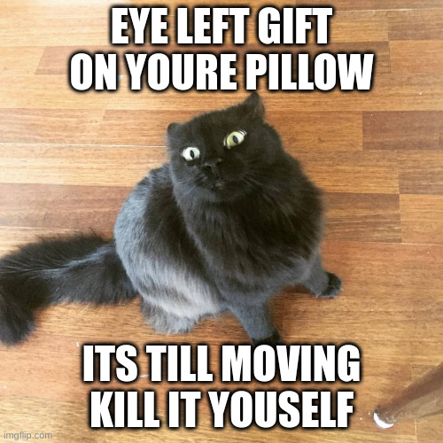 Gazing cat | EYE LEFT GIFT ON YOURE PILLOW; ITS TILL MOVING KILL IT YOUSELF | image tagged in gazing cat | made w/ Imgflip meme maker