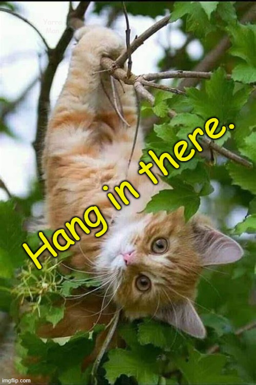 Hang in there | Yarra Man; Hang in there. | image tagged in hanging on,hope,hopeful,tough,funny,strong | made w/ Imgflip meme maker