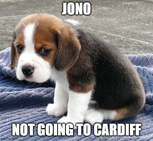 Jono not going to Cardiff | JONO; NOT GOING TO CARDIFF | image tagged in sad dog | made w/ Imgflip meme maker