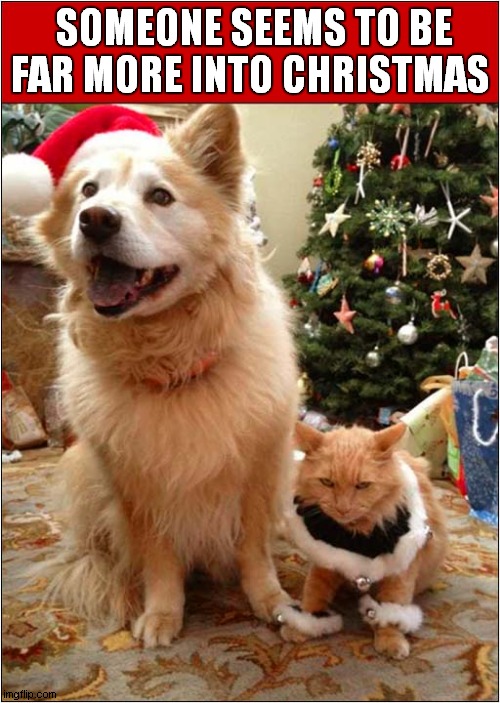Dog And Cat Pose ! | SOMEONE SEEMS TO BE FAR MORE INTO CHRISTMAS | image tagged in dogs,cat,pose,christmas | made w/ Imgflip meme maker