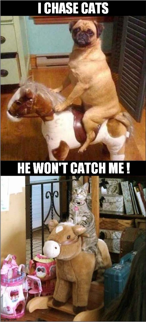 Rocking Horse Fun ! | I CHASE CATS; HE WON'T CATCH ME ! | image tagged in dogs,cats,rocking horse | made w/ Imgflip meme maker