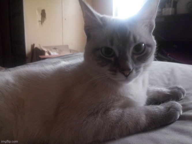 Chilling with my cat.mp3 | image tagged in cats,mocha | made w/ Imgflip meme maker