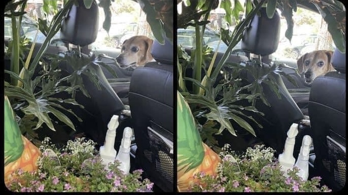 High Quality Dog Plants Blank Meme Template
