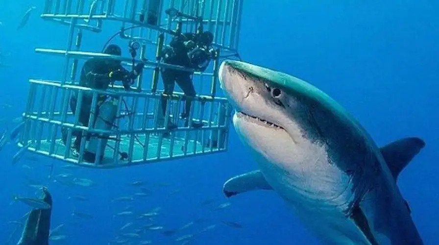 Shark cage Blank Meme Template