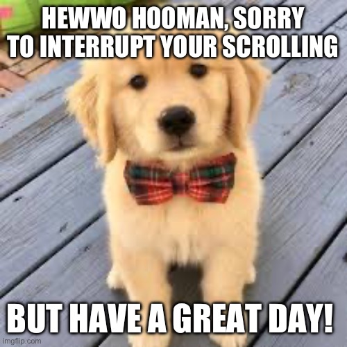 So cute! | HEWWO HOOMAN, SORRY TO INTERRUPT YOUR SCROLLING; BUT HAVE A GREAT DAY! | image tagged in dogs,puppy,funny,memes,wholesome | made w/ Imgflip meme maker