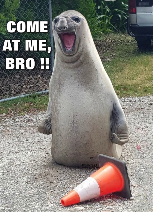 image tagged in fight,bro,come at me,come at me bro,bros,seal | made w/ Imgflip meme maker