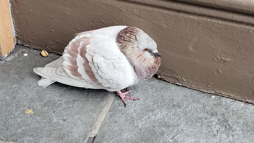 Local pigeon in the cold | image tagged in pigeon | made w/ Imgflip meme maker
