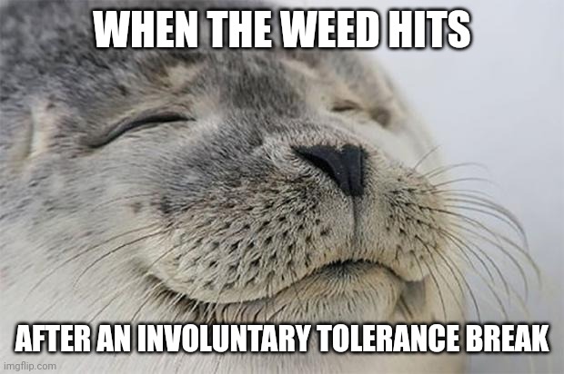 Satisfied Seal Meme | WHEN THE WEED HITS; AFTER AN INVOLUNTARY TOLERANCE BREAK | image tagged in memes,satisfied seal | made w/ Imgflip meme maker