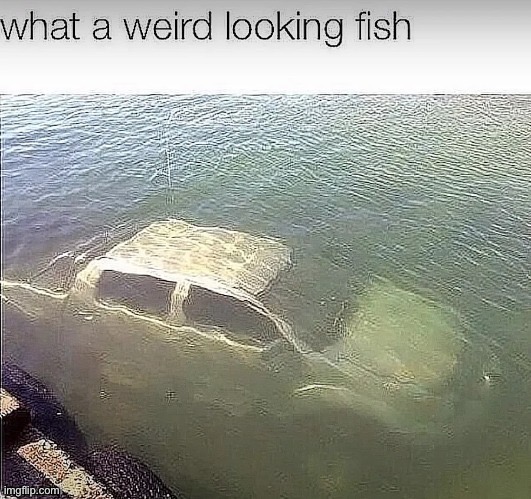 Fish in Florida | made w/ Imgflip meme maker