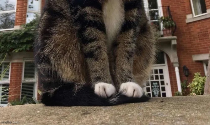 This cat is so big | made w/ Imgflip meme maker
