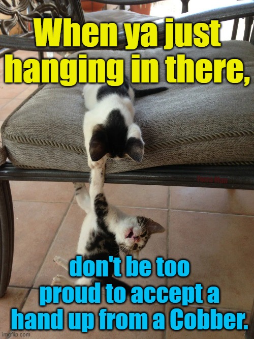 Accept a hand up, when ya just hangin on. | When ya just hanging in there, Yarra Man; don't be too proud to accept a hand up from a Cobber. | image tagged in cats,kittens,sad,desolate,depression,friends | made w/ Imgflip meme maker