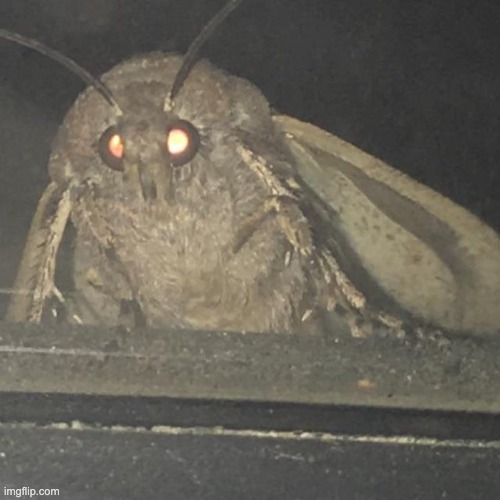 Moth lamp | image tagged in moth lamp | made w/ Imgflip meme maker