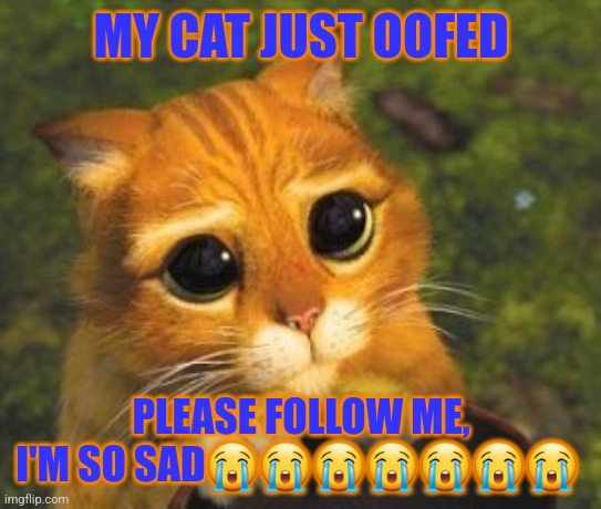 Sad Puppy Eyes Cat | MY CAT JUST OOFED; PLEASE FOLLOW ME, I'M SO SAD😭😭😭😭😭😭😭 | image tagged in sad puppy eyes cat | made w/ Imgflip meme maker