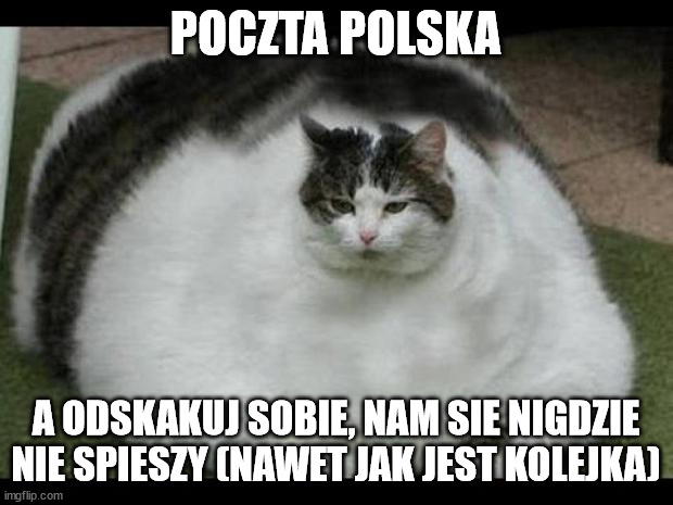 fat cat 2 | POCZTA POLSKA; A ODSKAKUJ SOBIE, NAM SIE NIGDZIE NIE SPIESZY (NAWET JAK JEST KOLEJKA) | image tagged in fat cat 2 | made w/ Imgflip meme maker