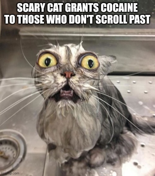 You should follow me =) | SCARY CAT GRANTS COCAINE TO THOSE WHO DON'T SCROLL PAST | image tagged in wet scary cat | made w/ Imgflip meme maker